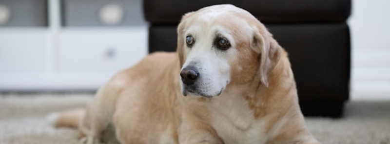 International Blind Dog Day