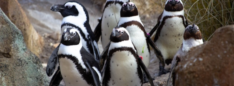 International African Penguin Awareness Day