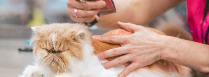 International Pet Groomer Appreciation Day