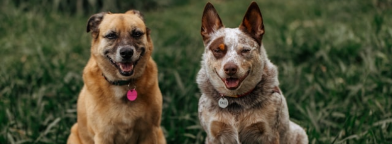 National Mixed Breed Dog Day
