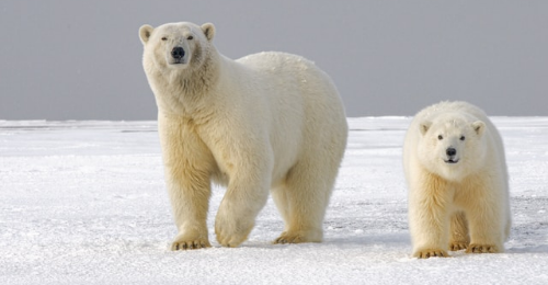 International Polar Bear Day