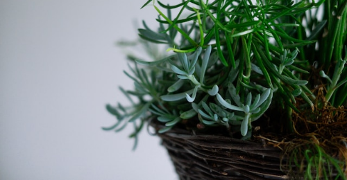 International Day of Plant Health
