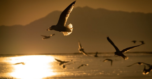 World Migratory Bird Day