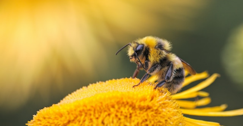 World Bee Day