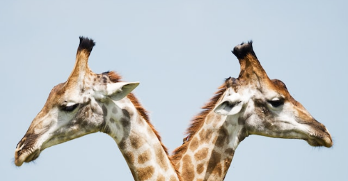 International Day for Biological Diversity