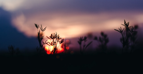International Day of the Celebration of the Solstice