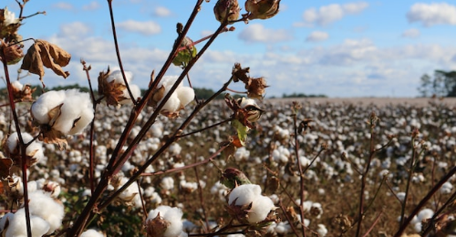 World Cotton Day