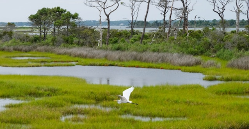 World Wetlands Day