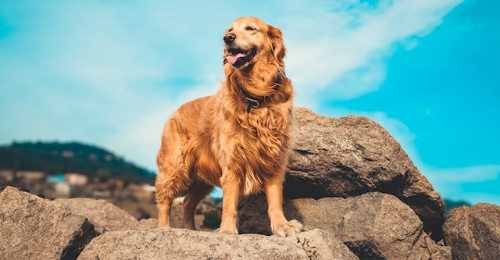 Golden Retriever Day