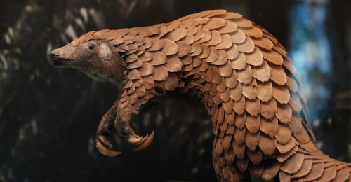 World Pangolin Day