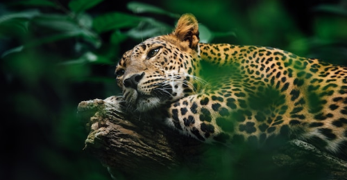 International Leopard Day