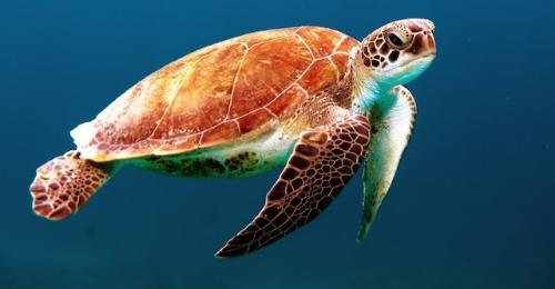 World Turtle Day