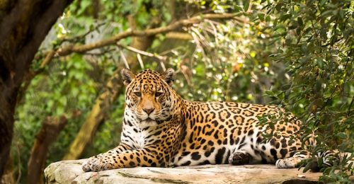 International Jaguar Day