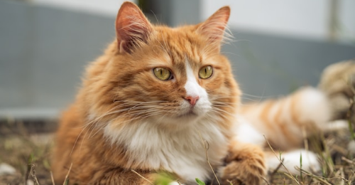 Ginger Cat Appreciation Day