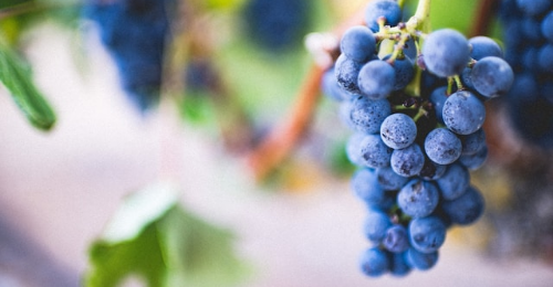 International Grenache Day