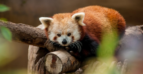 International Red Panda Day