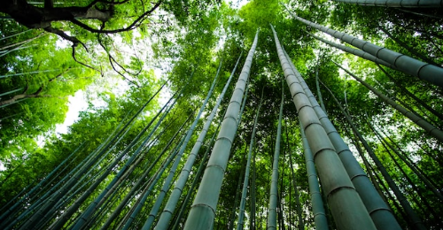 World Bamboo Day