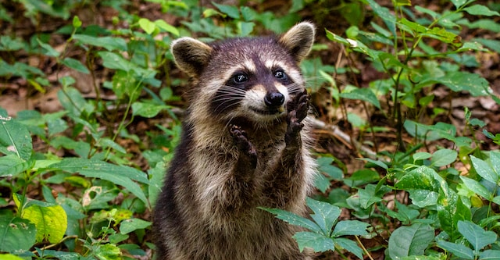 International Raccoon Appreciation Day