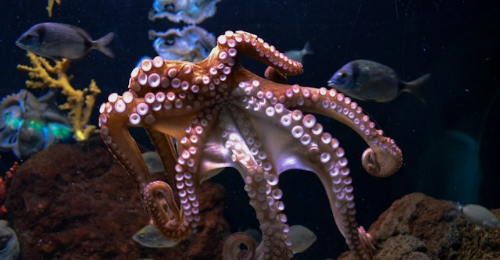 World Octopus Day