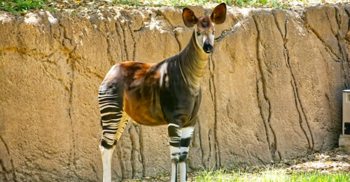 World Okapi Day