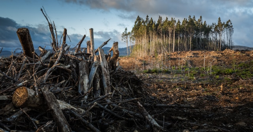 International Day Against Climate Change