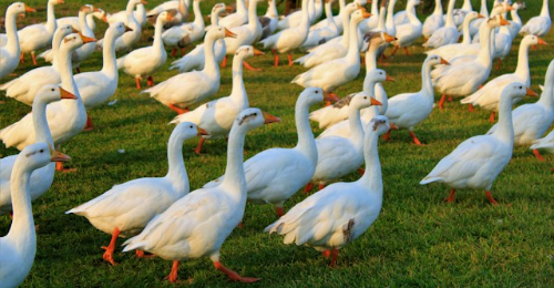 International Happy Goose Day