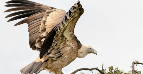 International Vulture Awareness Day