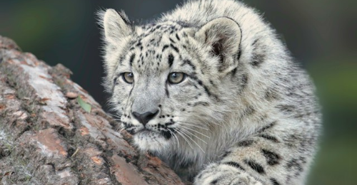 International Snow Leopard Day