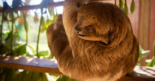 International Sloth Day