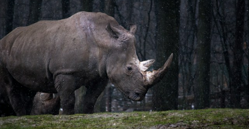 World Rhino Day
