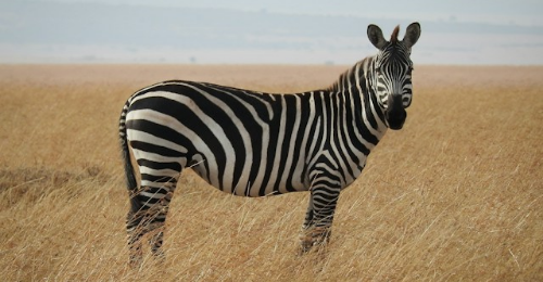 International Zebra Day