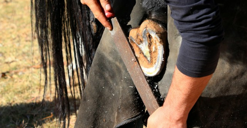 International Hoof Care Month