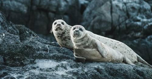 International Day of Action Against Canadian Seal Slaughter