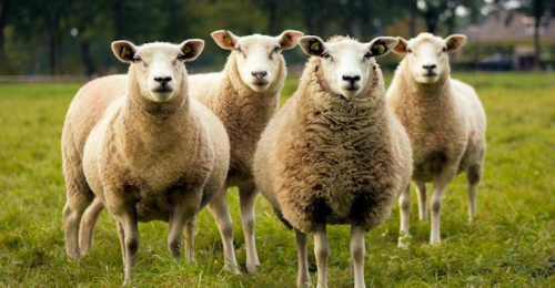 International Heritage Breeds Week