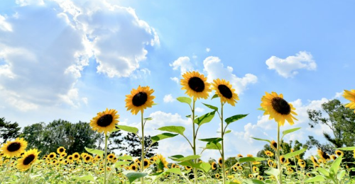 International Sunflower Guerilla Gardening Day