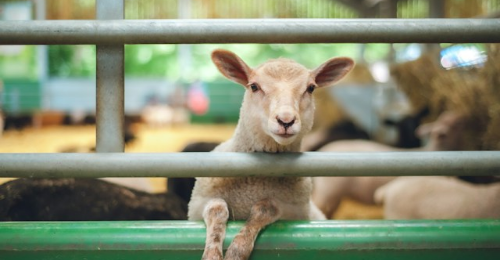 International Heritage Breeds Day