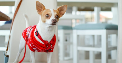International Chihuahua Appreciation Day