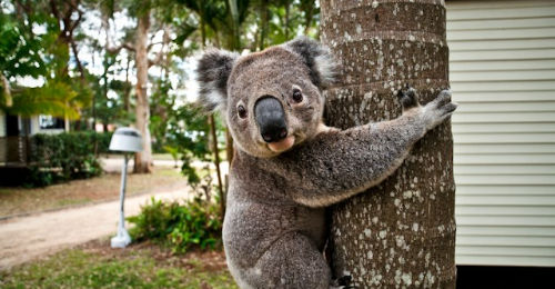 International Wild Koala Day