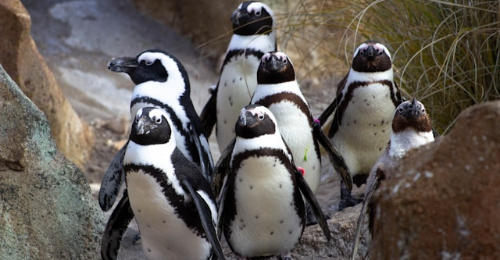 International African Penguin Awareness Day