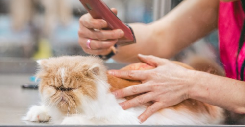 International Pet Groomer Appreciation Day